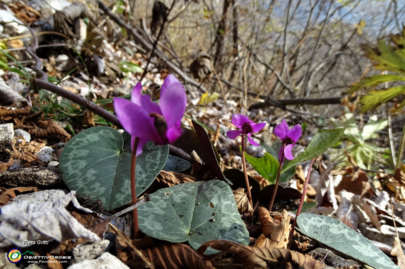 62 Ciclamini in fiore ...ad oltranza.JPG